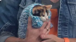 Best Friends Animal Society Kittenpalooza event preview featuring adoptable kitten Yogurt