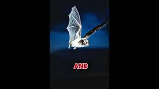 Discover amazing facts about  and the wonders of wildlife! From  #viralvideo #animallife