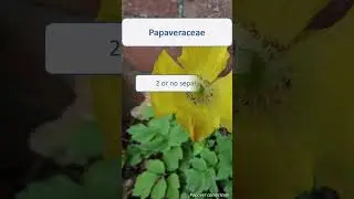 Papaveraceae summary - UK wildflowers - Five-minute families
