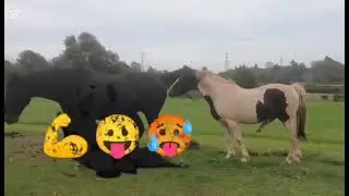 How Stallions Impress Mares 😍 | Real Horse Breeding Behavior Explained&rdquo; #HorseMating Mating First