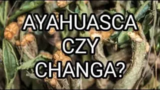 AYAHUASCA VS. CHANGA? Por&oacute;wnanie i działanie #brazylia #ayahuasca #changa