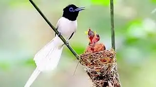 Paradise Flycatcher Call