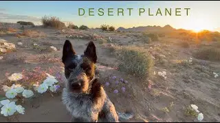 D U N E  L I F E  |  Hanging with Sandy