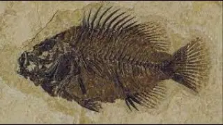 Fossil Fishes