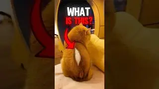 Why Did This Cat Look Split Open? The Ending Will Leave You Speechless😧