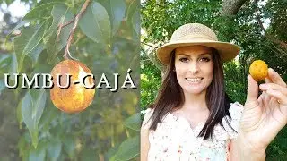 UMBU-CAJ&Aacute; | Madame das Frutas