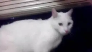 John REALLY Wants to Get Outside! (Re-upload 2013)