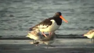 野鳥撮影・ ミヤコドリ Eurasian Oystercatcher