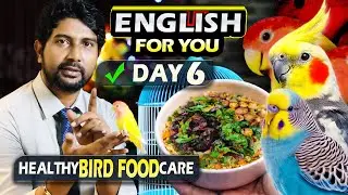 Day 6: What We Feed Our Budgies, Cockatiels & Lovebirds, and Birds English for You