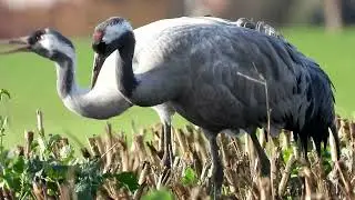 Kraanvogel - Grus grus