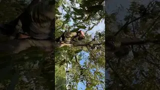 Musang King Durian Harvest | Organic Farming & Rural Life Techniques
