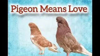 Pigeon Means Love_Relaxing Time With Pigeon کبوتر یعنی عشق_آرامش نگاه کردن به کبوترها