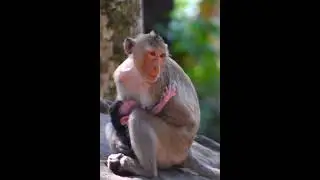 Youngest Monkey trying to give milk