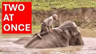 Bathing Two Sumatran Elephants at Way Kambas National Park