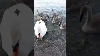 Swan attack us #shorts #satisfying #viral