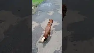 😢leg bending dog😞😭 #shorts #handicap  #minivlogs #3 #streetdog #pluto #rescue