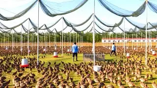 Quail Farming & Processing In China