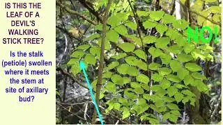 DEVILS WALKING STICK TREE the largest leaves in temperate North America