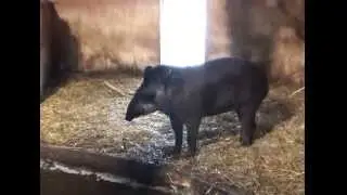 What does the tapir say?