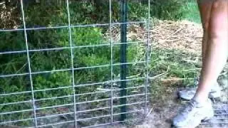Build A Pen For A Miniature Pig