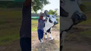 cow 🐮🐄 mi video 📷