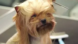 ENERGY STAR Certified Room A/C &ndash; Saving Money for the Doggie Spa