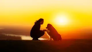 Rooky - 13 Years [Australian Shepherd]