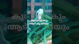 കുരുമുളകിന്റെ അധിക വളർച്ചക്ക് ആട്ടിൻ കഷ്ട്ടം #pepper #pepperfarming #pvc pipe#payyani#farm tourisum