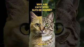 Why do cats eyes change from slits to round  #catlover #pets #catlife @catbehavior228