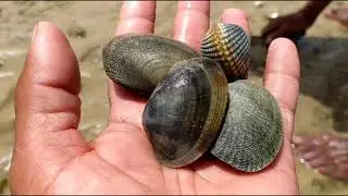 طريقة أستخراج  محار البحر/واسمها في جنوب المغرب لميعة.
