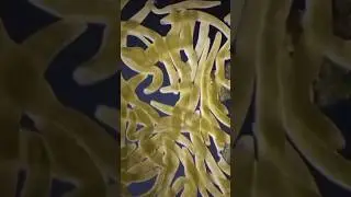 Микромир во всей Своей Красе