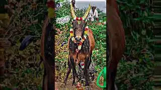#kd creation 👍💕#jallikattu status #
