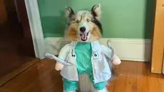 NACOCO Halloween Dog Doctor Costume - Pet Dentist Clothes Cat Funny Uniform Green Outfit
