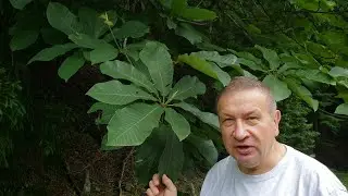 How summer magnolia is similar to ficus