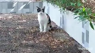 #2_CATS#VISIT n GARDEN#FRIENDLYCATS