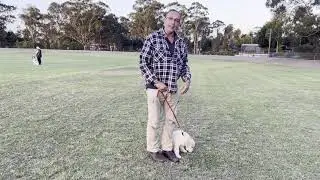 Basic Obedience - Sit