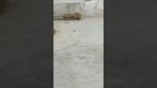 mongoose with family