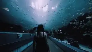 Georgia Aquarium - WHOLE PLACE TO OURSELVES