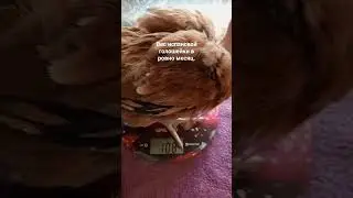 Вес испанской голошейки в месяц.