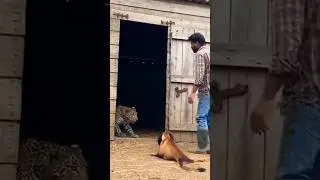 A kanagal moved quickly to stop a leopard that was about to attack its master. #leopard #dog