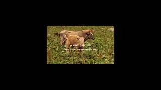 The Way Of Tears | Part 2 | BeautifulNasheed | #nasheed #halalnasheed