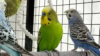 Fluffy Budgies Vibing to Music 💚