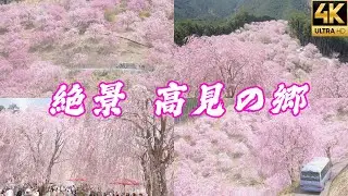 高見の郷の圧倒的絶景を堪能！【天空の庭と千本のしだれ桜！】 東京から日帰りアクセス 吉野 奈良