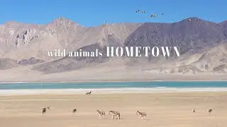 Ngari Tibet Trip 2: wild animals everywhere