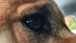 Shiba Shenanigans: Bloopers & Outtakes with Jackson and Yennefer