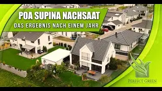 Poa Supina als Nachsaat | Erfolg nach einem Jahr? | Besuch beim Nachbarn | Rasennachsaat
