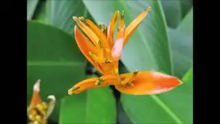 Pachelbel Kanon by Cello