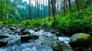 River Sounds for Better Sleep &bull; 12 Hours Nature Soundscape
