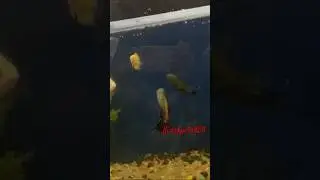 Replaced gold fish and put some real monsters in my tank #monsterfishkeepers #petparent #oscar #reel