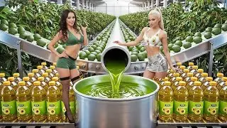 How Avocado Oil Is Made 🥑 (Full Factory Process)